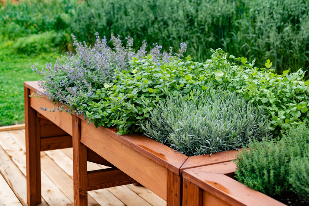 Culinary herbs growing in a raised kitchen bed