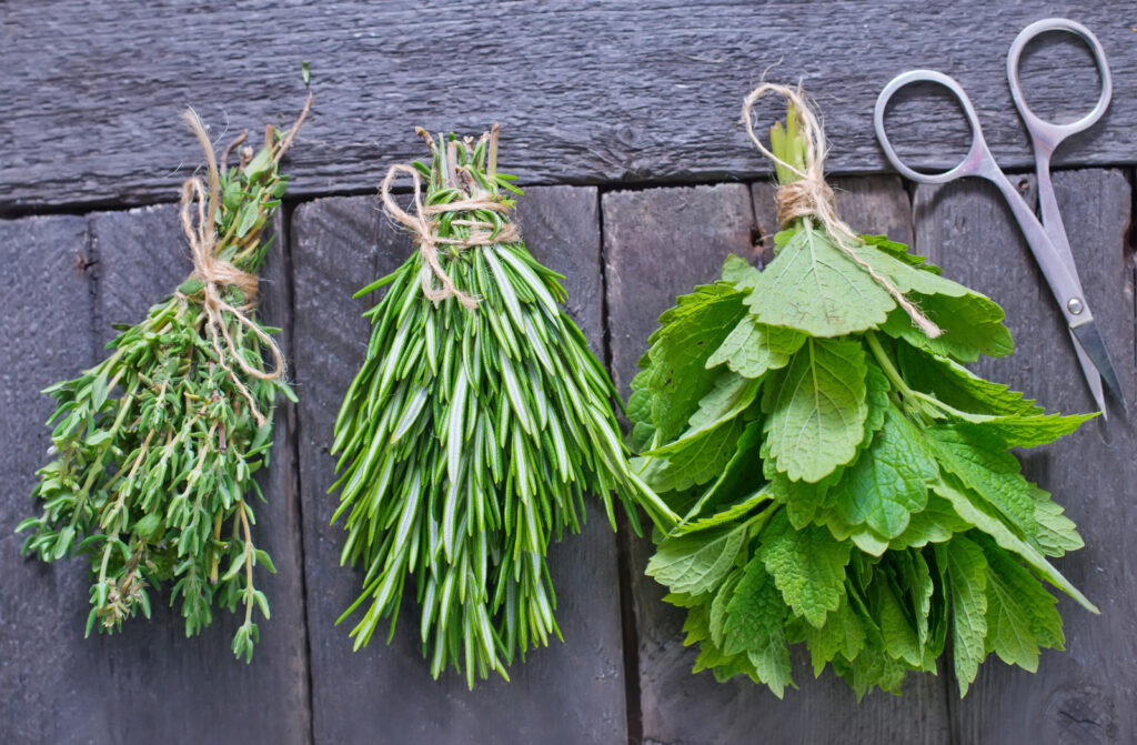 Thyme, rosemary, and mint harvested for culinary use