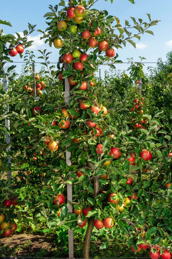 Staked columnar apple trees can be planted as close as 5 feet apart.