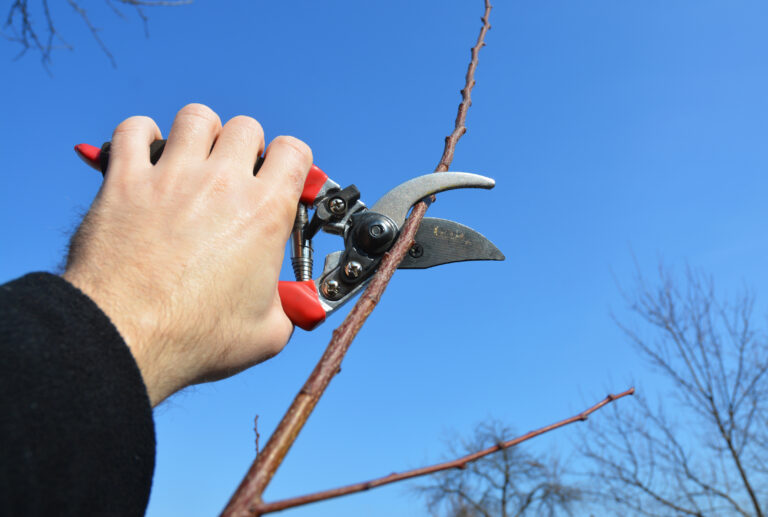 Bypass pruners