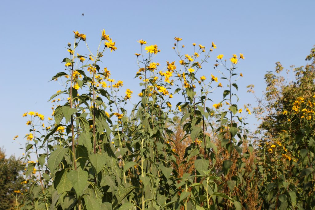 Jerusalem artichoke plants