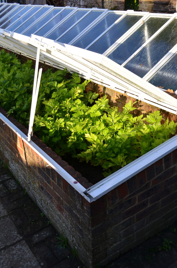 Large garden cold frame for growing crops in winter