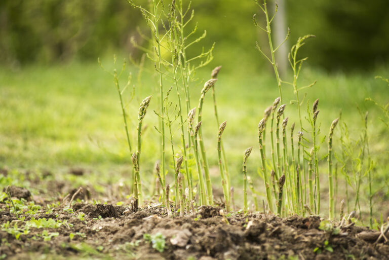 Asparagus in spring