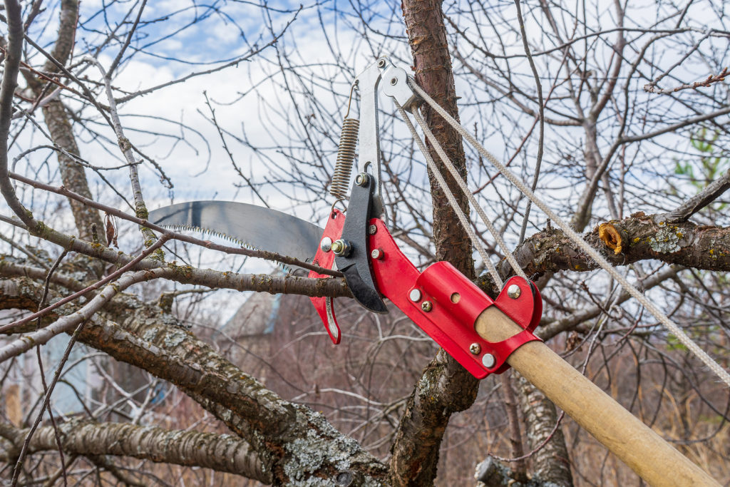 Pole pruning saw for high branches