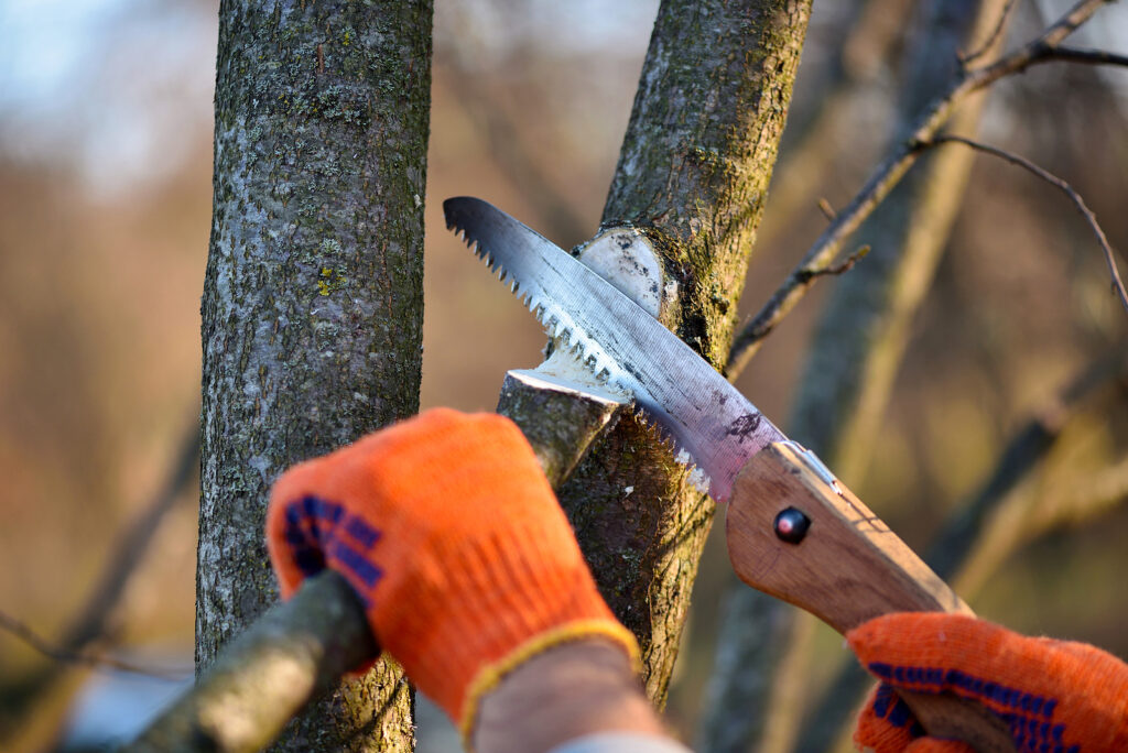 Folding pruning saw with wooded handle