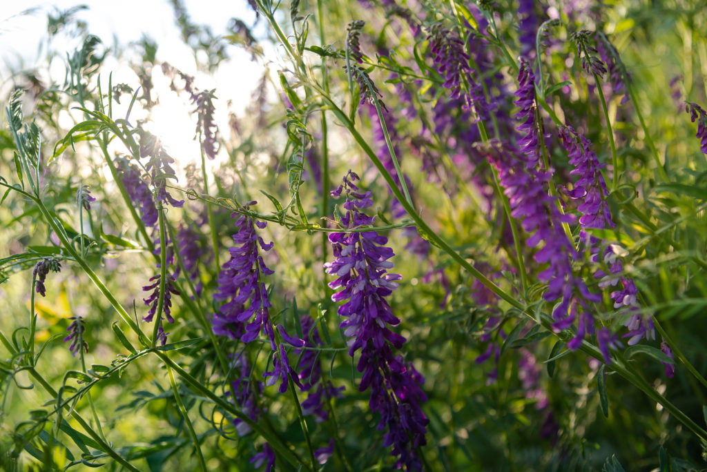 Hairy vetch (Vicia villosa) cover crop