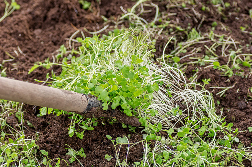 Improving soil structure with green manure, young mustard crops plants