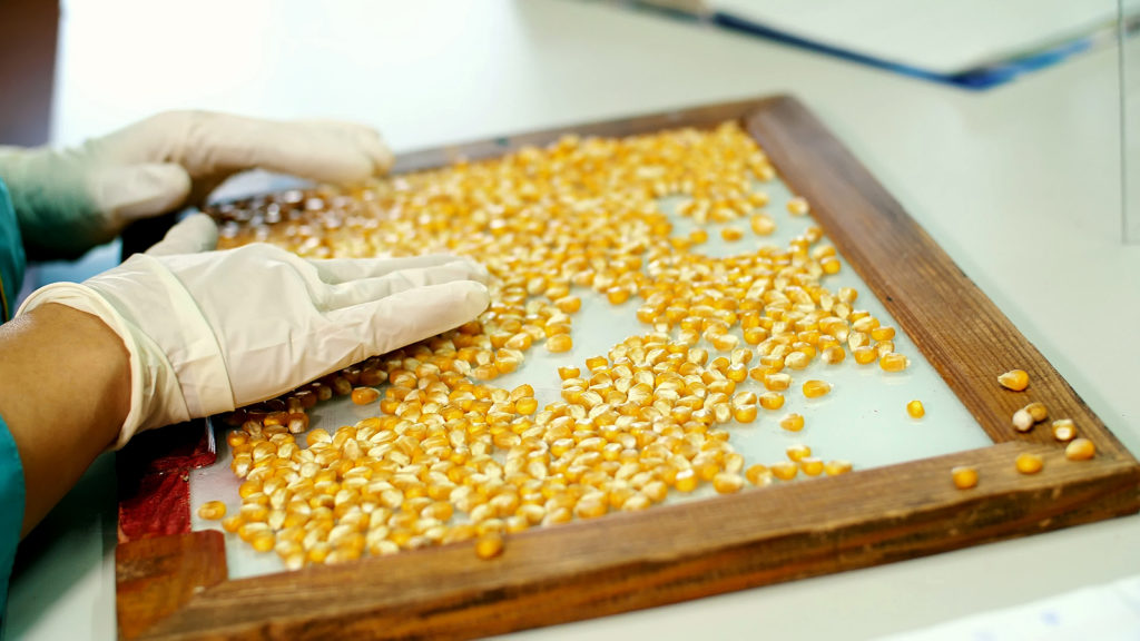 Selecting the best corn seeds