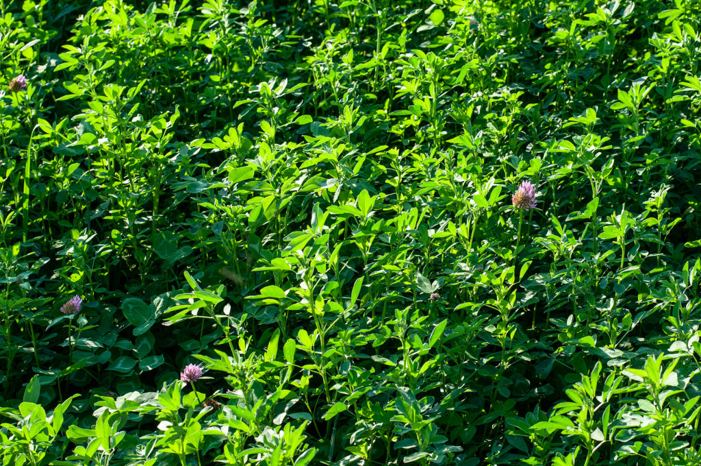Red clover cover crop/green manure 