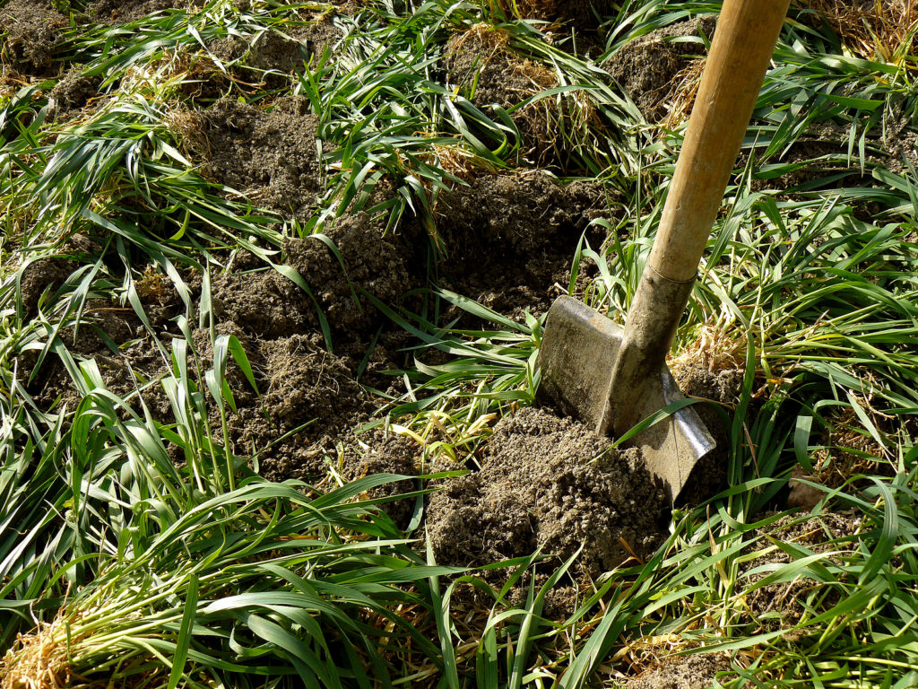 Turning a cover crop under to become green manure 