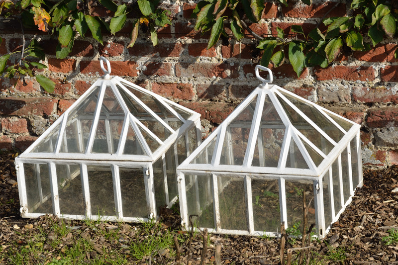 Plastic cloches that can be placed over multiple seedlings