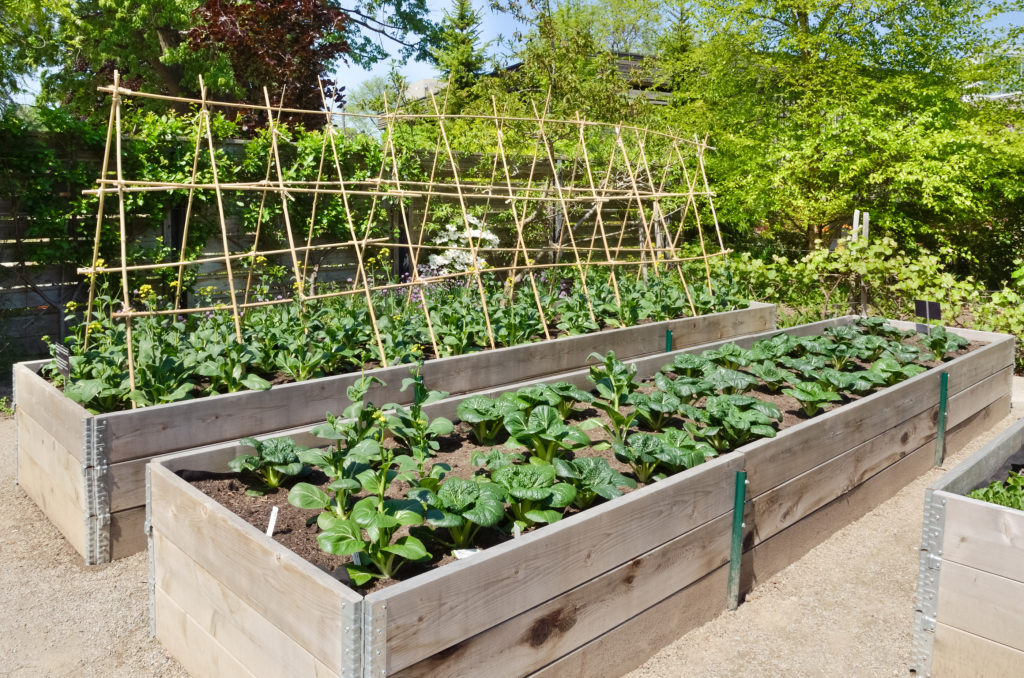 Cedar wood raised beds