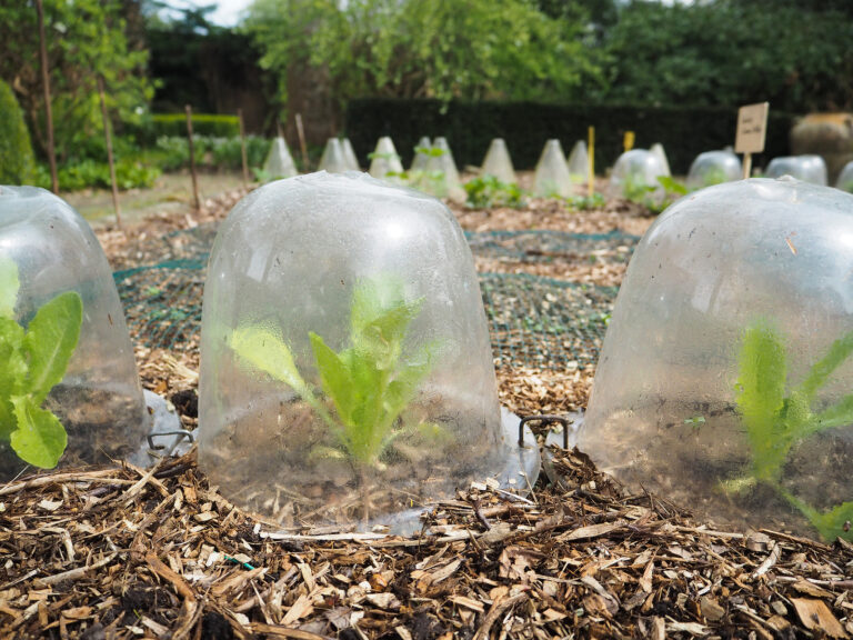 Garden cloches