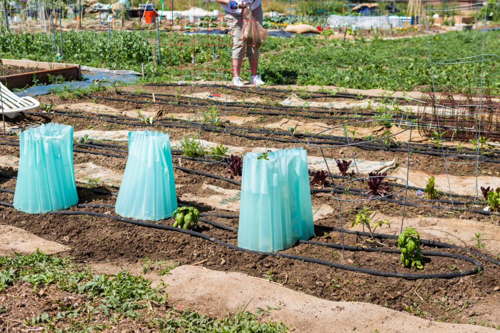 Plastic cloches