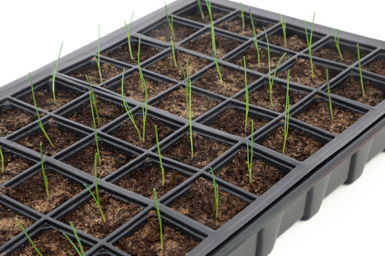 Seed tray