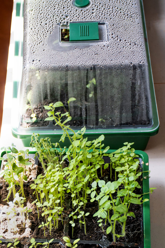 Seedlings started in a mini green house with heat mat