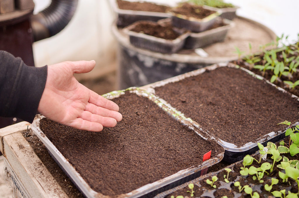 Open tray or flat; seed is broadcast across the growing medium