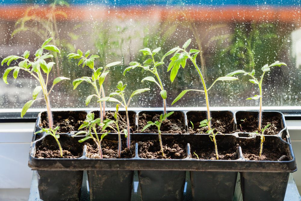 Plastic seed starting tray with tomato seedlings