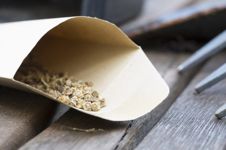 Vegetable seeds