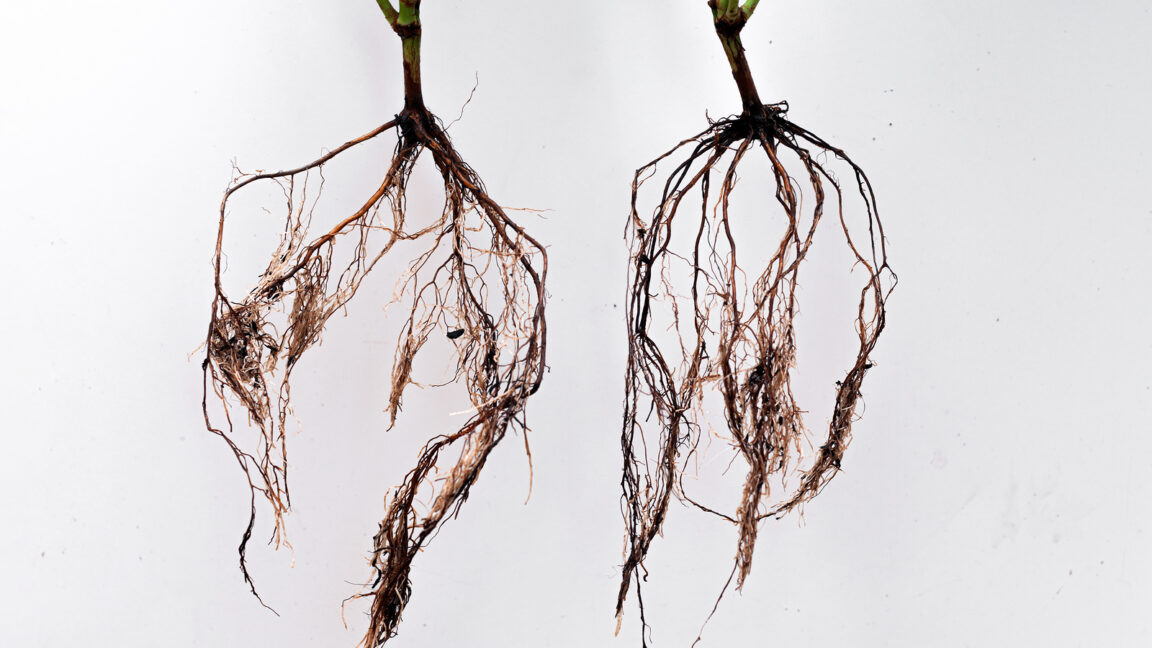Papaya Roots Image How to Plant, Grow, and Harvest Papaya - Harvest to Table