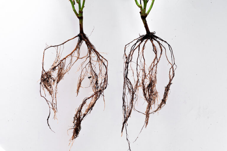 Bare root roses