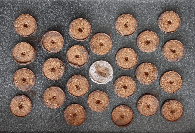 Peat pellets in starting tray