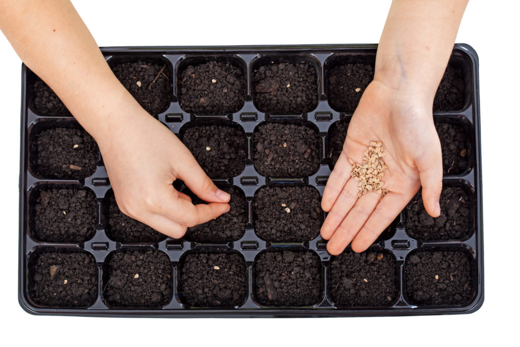 Sowing seeds in seed starting mix