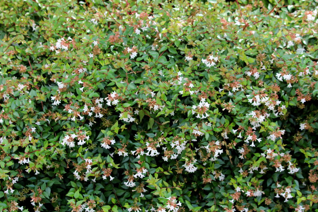 Glossy Abelia, Abelia grandiflora