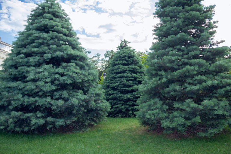 How to Grow Abies – Fir Tree
