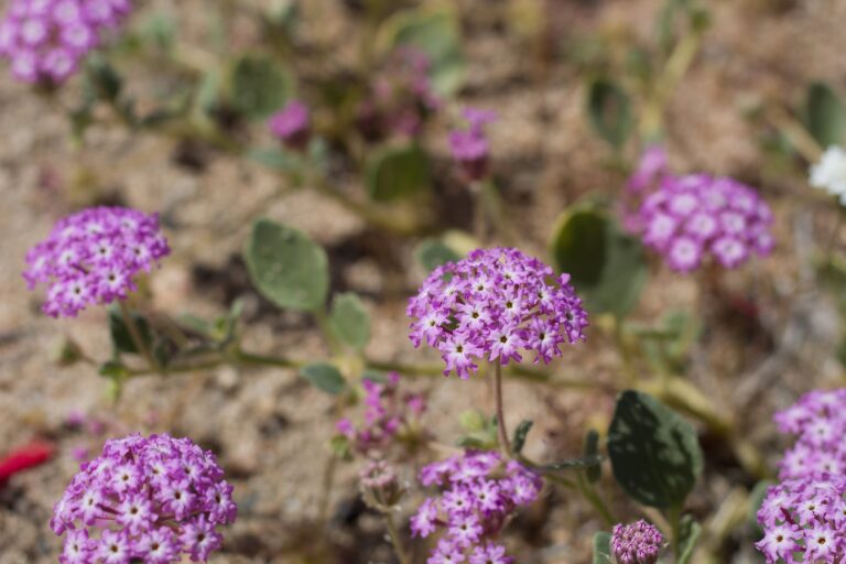 How to Grow Sand Verbena — Abronia
