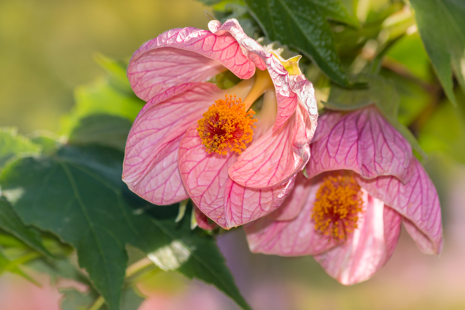 How to Grow Abutilon - Flowering Maple