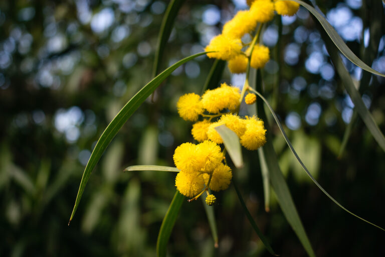 How to Grow Acacia