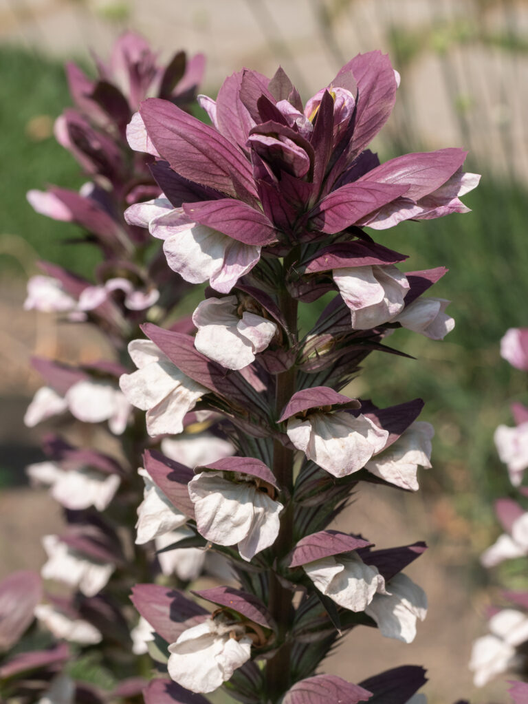 How to Grow Bear’s Breeches — Acanthus