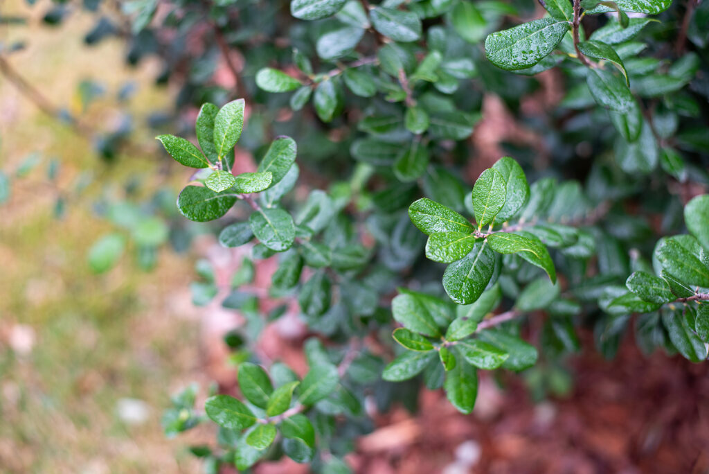 Leaves of Acca sellowiana