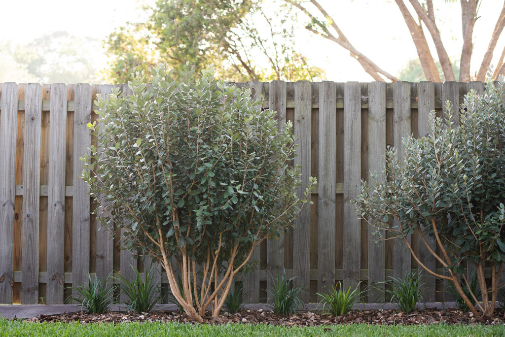 Acca sellowiana or pineapple guava shrub