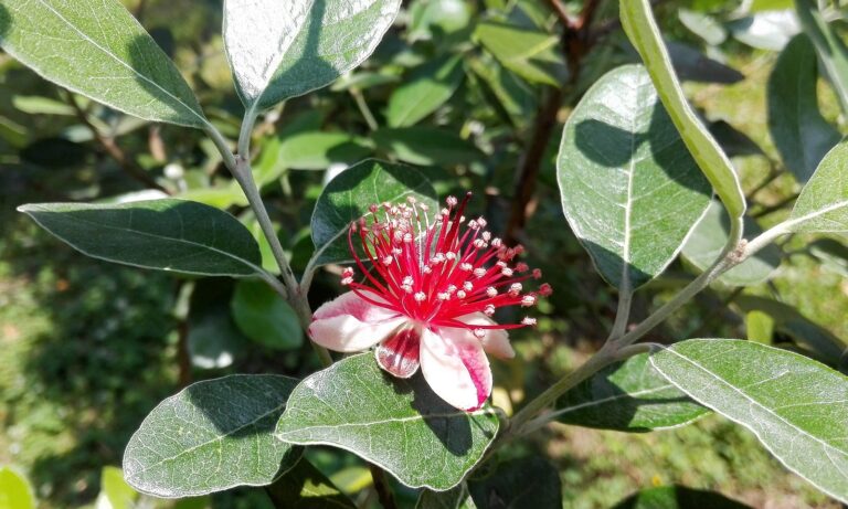 How to Grow Acca – Pineapple Guava