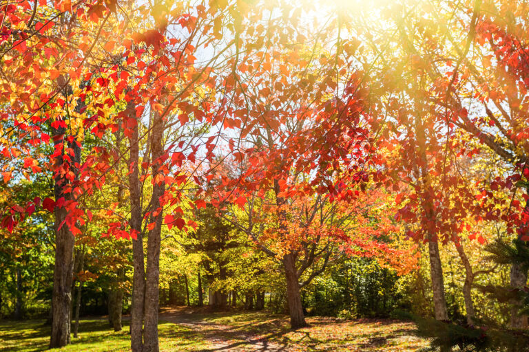 Colorful Autumn and Winter Foliage Plants
