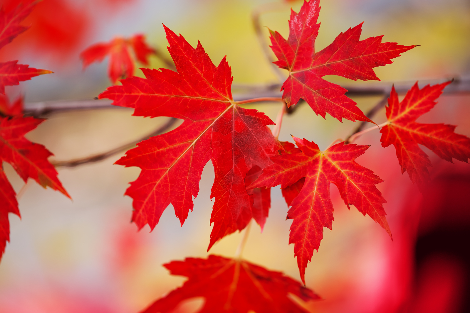 Acer