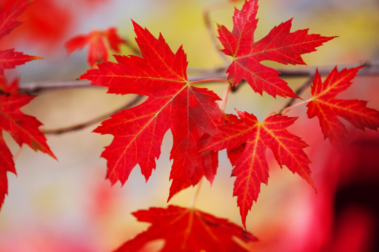How to Grow Maple – Acer