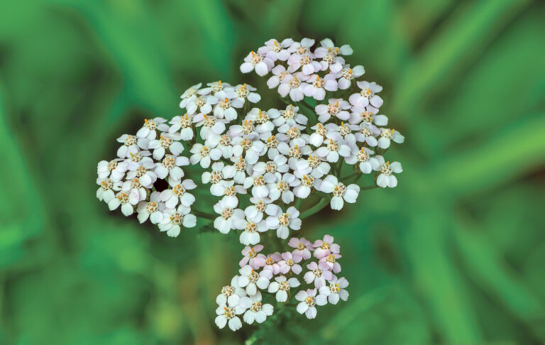 How to Grow Yarrow — Achillea