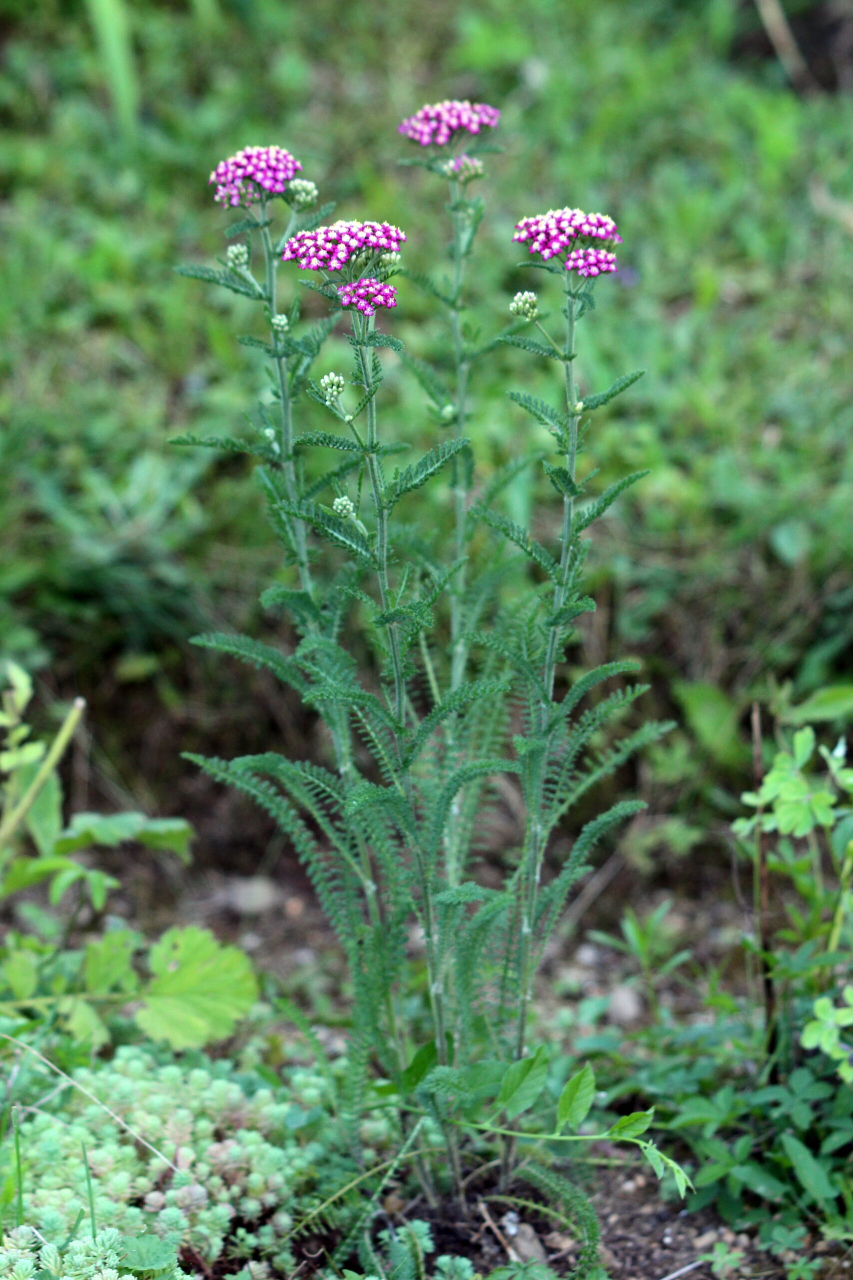 Tall Common yarrow or Achillea millefolium  plant and bloom