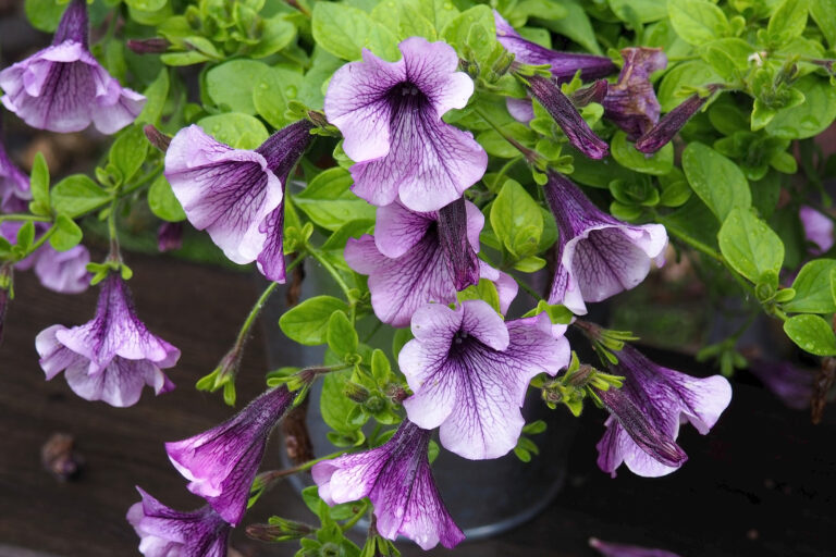 How to Grow Magic Flower — Achimenes