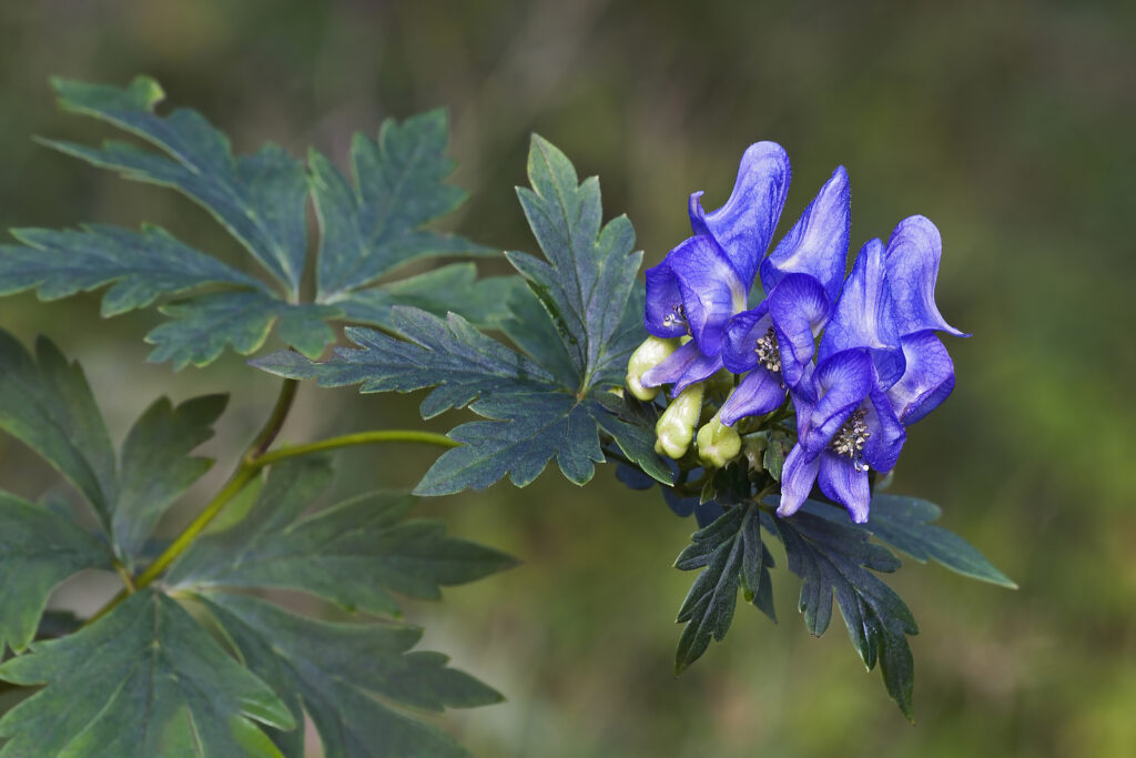 Monkshood, Aconitum axiliflorum