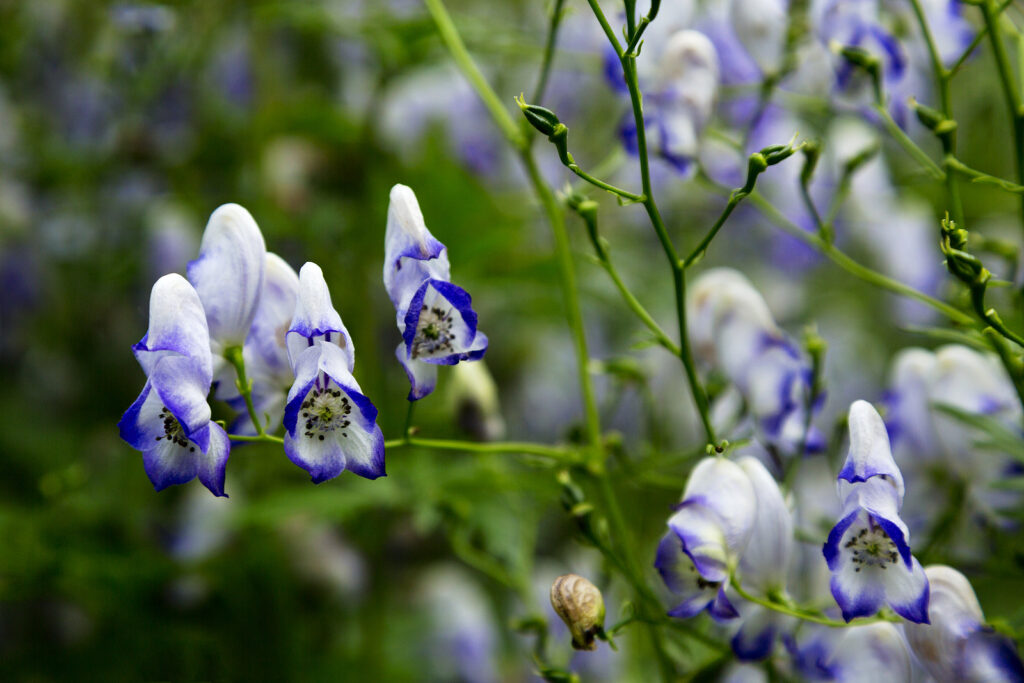 Bicolor monkshood, Acontium x cammarun