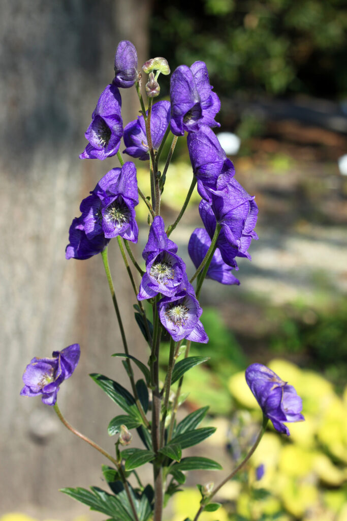 Azure monkshood, Aconitum carmichaelii