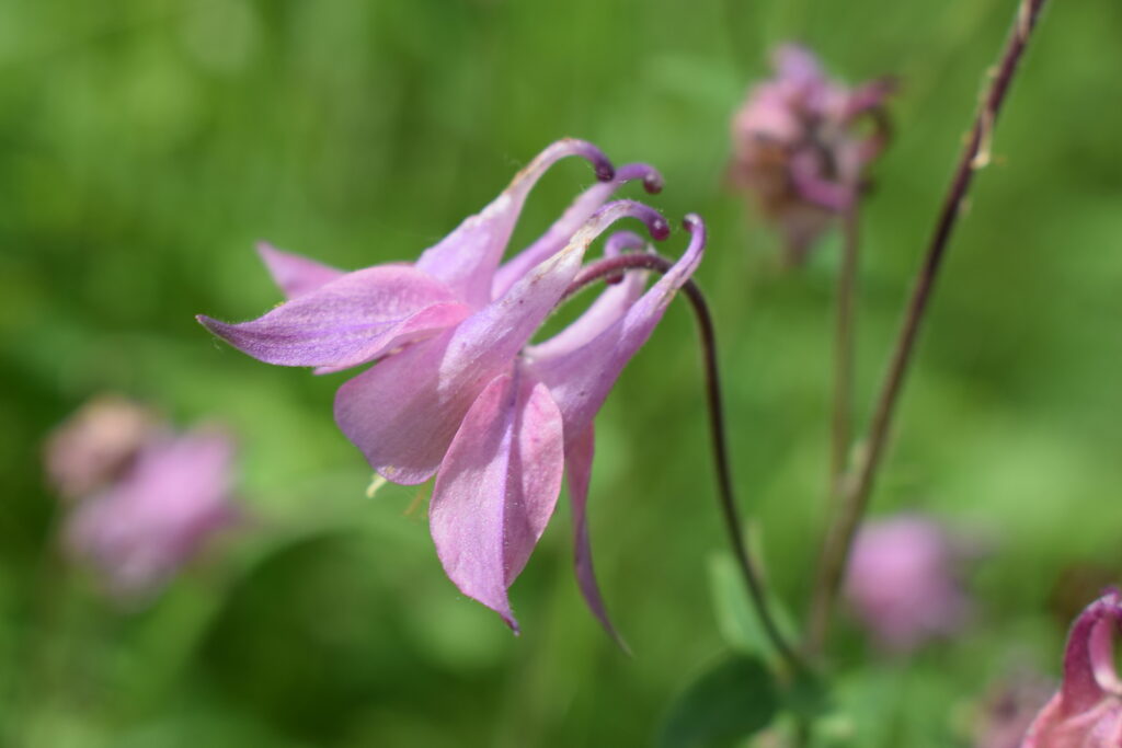 wolfsbane, Aconitum lycoctonum