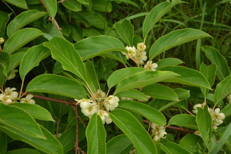 How to Grow Actinidia – Kiwi