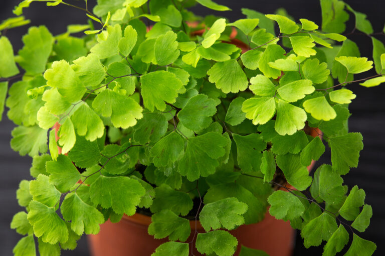 How to Grow Adiantum – Maidenhair Fern