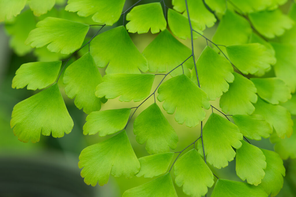 Maidenhair fern, Adiantum