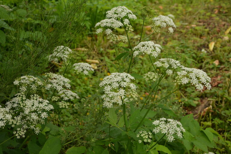 How to Grow Bishop’s Weed — Aegopodium